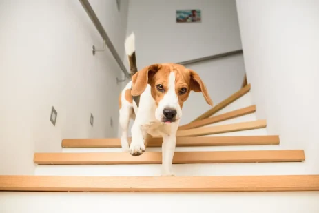 escalier-pour-chien-decouvrez-les-aspects-cles