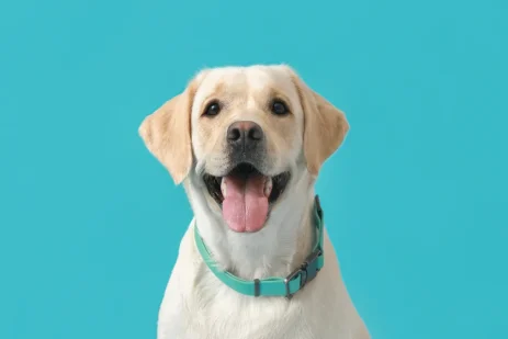 le-collier-electrique-pour-chien-un-outil-efficace-ou-risque