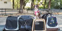 6 Sleepypod Air inCabin Pet Carrier Meilleur transporteur Premium pour les petits chiens