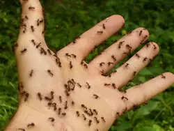 Meilleurs tueurs de fourmis pour la pelouse