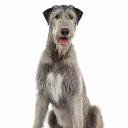 Noms de chien femelle Irish Wolfhound
